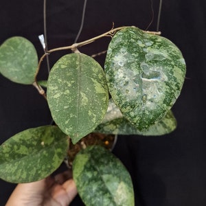 Hoya Forbesii Splash Beautiful Leaves Free Phytosanitary Fast Shipping