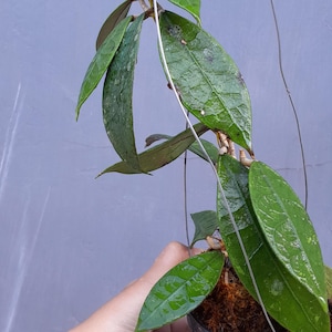 Hoya Lambii Rare Unique Leaves Beautiful Flowers Fast Shipping