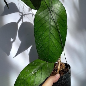 Hoya SP Aceh Big Leaf Rare Unique Leaves Beautiful Flowers Fast Shipping