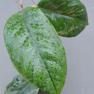 Hoya Meredhitii Rare Unique Leaves Beautiful Flowers Fast Shipping