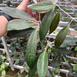 Hoya Nicholsoniae SP Papua Rare Unique Leaves Beautiful Flowers Fast Shipping