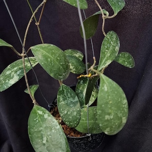Hoya Elliptica Splash Beautiful Leaves Free Phytosanitary Fast Shipping