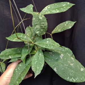 Hoya Mitrata Splash Beautiful Leaves Free Phytosanitary Fast Shipping