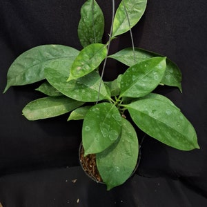 Hoya Occultata Rare Unique Leaves Beautiful Flowers Fast Shipping