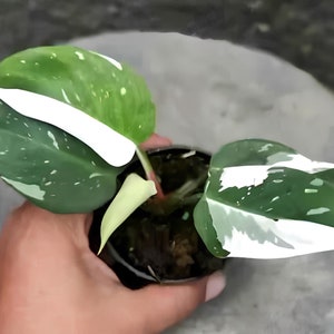 Philodendron White Princess Einzigartige Blätter Schöne Pflanze Leben Beste Qualität Schneller Versand