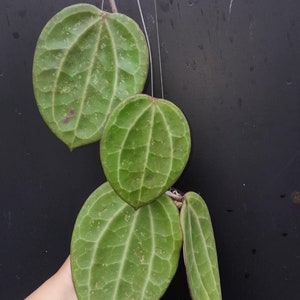Hoya Glabra Planta Rara Tamaño Mediano