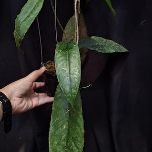 Hoya SP Aceh (AR17) Rare Unique Leaves Beautiful Flowers Fast Shipping