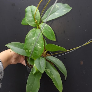Hoya Mitrata Beautiful Leaves Free Phytosanitary Fast Shipping