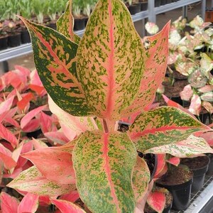 Aglaonema Red Mayang Rare Unique Leaves Beautiful Best Quality Fast Shipping
