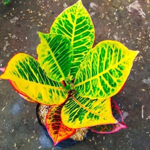 Codiaeum Variegatum  Croton Hybrid Sembodro Rare Unique Leaves Beautiful Best Quality Fast Shipping