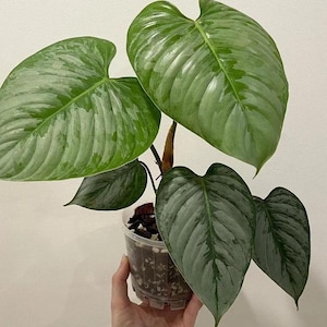 Philodendron Sodiroi Plant Gifts Unique Leaves Beautiful Best Quality Fast Shipping