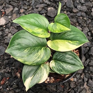 Scindapsus Treubii clair de lune panachée rare unique feuilles belles meilleure qualité expédition rapide