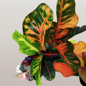 Codiaeum Variegatum Croton Marinka Rare Unique Leaves Beautiful Best Quality Fast Shipping