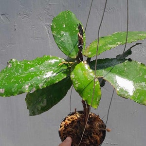 Hoya Undulata Rare Unique Leaves Beautiful Flowers Fast Shipping