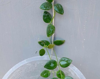 Hoya IM08 Mini Papua Rare Pulleana With Unique Leaves - Etsy