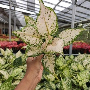 Aglaonema Cream Anjamani Condition Unique Aglaonema Fast Shipping