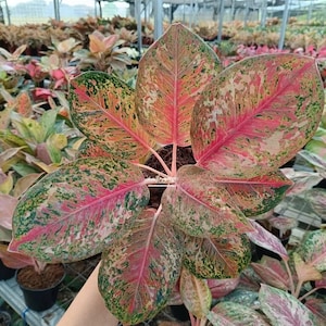 Aglaonema Platinum Karat Rare Unique Leaves Beautiful Best Quality Fast Shipping