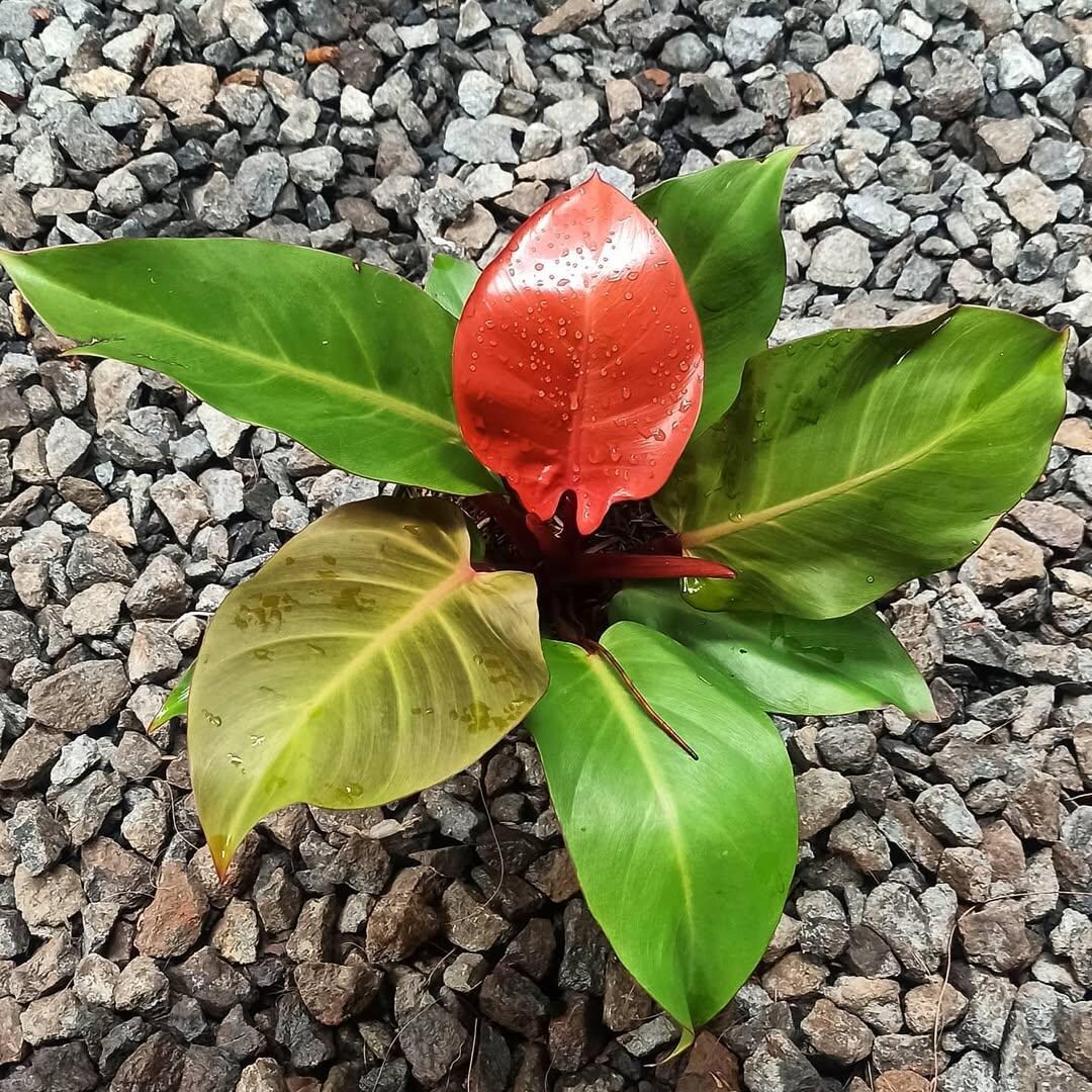Philodendron Red Cherry Plant Unique Foliage - Etsy