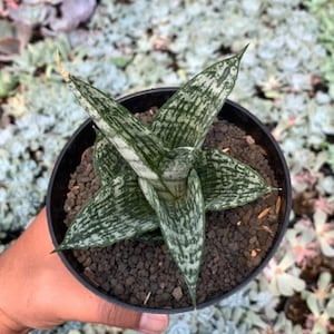 Sansevieria Mosar  Best Condition Fast Delivery
