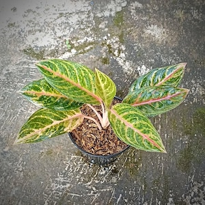 Aglaonema Karimun Rare Unique Leaves Beautiful Best Quality Fast Shipping