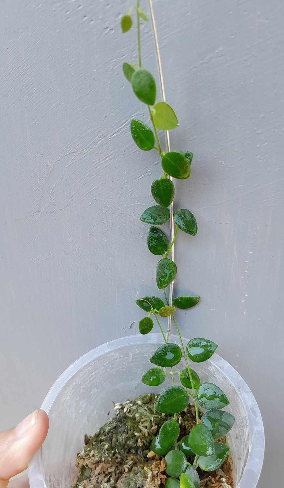 0904＊Hoya ＊ ホヤ ＊ pulleana ＊ IM-08 Hoya sp. IM-08 | Vermont Hoyas
