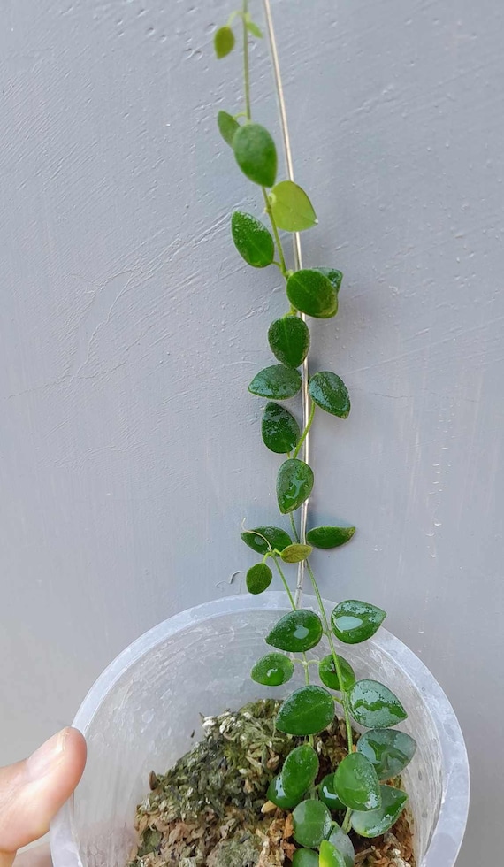0904＊Hoya ＊ ホヤ ＊ pulleana ＊ IM-08 Hoya sp. IM-08 | Vermont Hoyas