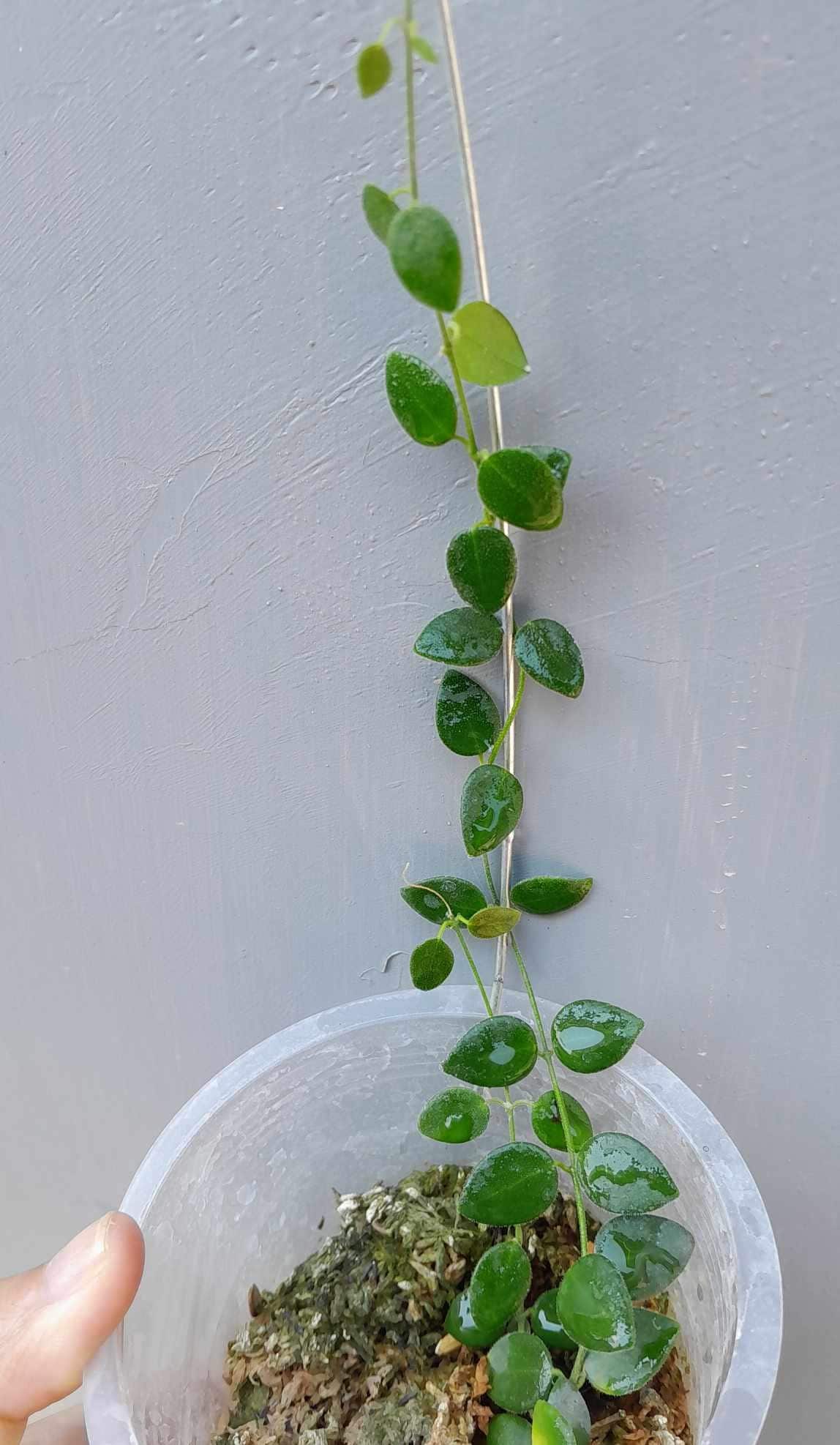 0904＊Hoya ＊ ホヤ ＊ pulleana ＊ IM-08 Hoya IM08 Mini Papua Rare Pulleana With Unique Leaves - Etsy