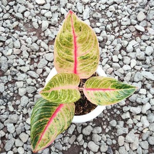 Aglaonema Veronika Golden Rare Unique Leaves Beautiful Best Quality Fast Shipping