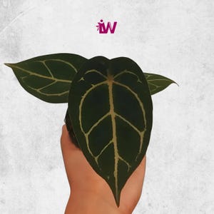 Anthurium Forgetii Einzigartiges Laub Lebende Pflanze