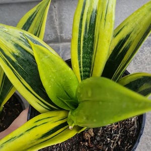 Sansevieria Gold Flame Rare Unique Leaves Beautiful Best Quality Fast Shipping