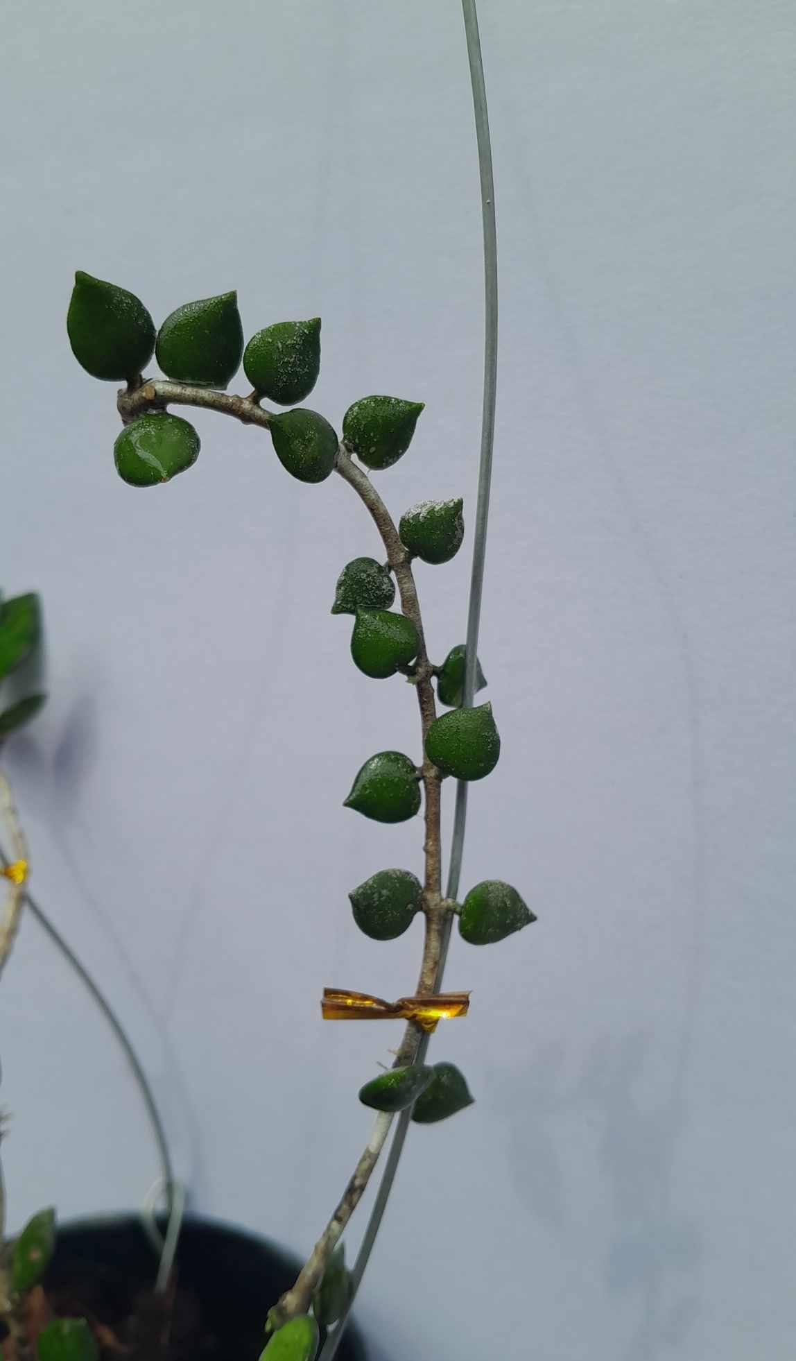 Hoya Mini Papua, planta de hojas raras