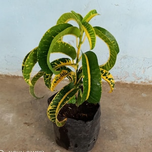 Codiaeum Variegatum Croton Tanduk Rare Unique Leaves Beautiful Best Quality Fast Shipping