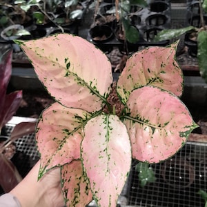 PROMO ONLY 1 Aglaonema Kom Kom Orange Rare Unique Leaves Beautiful Best Quality Fast Shipping