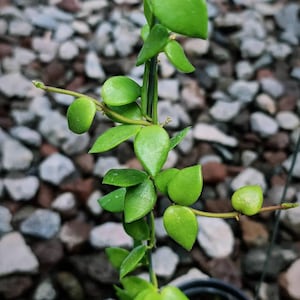 Hoya Sp Mamasa Rare Unique Leaves Beautiful Flowers Fast Shipping