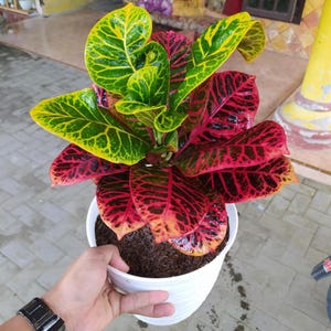 Codiaeum Variegatum Croton Worten Beauty Rare Unique Leaves Beautiful Best Quality Fast Shipping