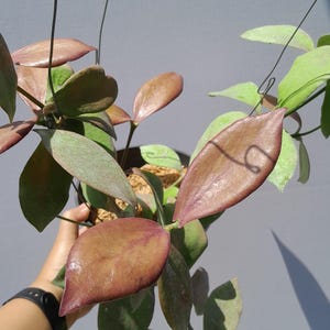 Hoya Anulata Red Rare Unique Leaves Beautiful Flowers Fast Shipping