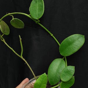 Hoya Coronaria Rare Unique Leaves Beautiful Flowers Fast Shipping