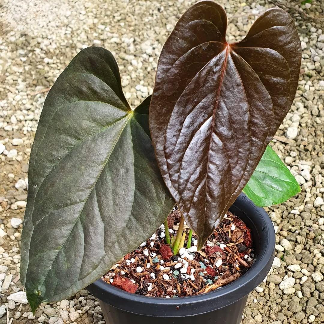 Anthurium moodeanum - Etsy 日本