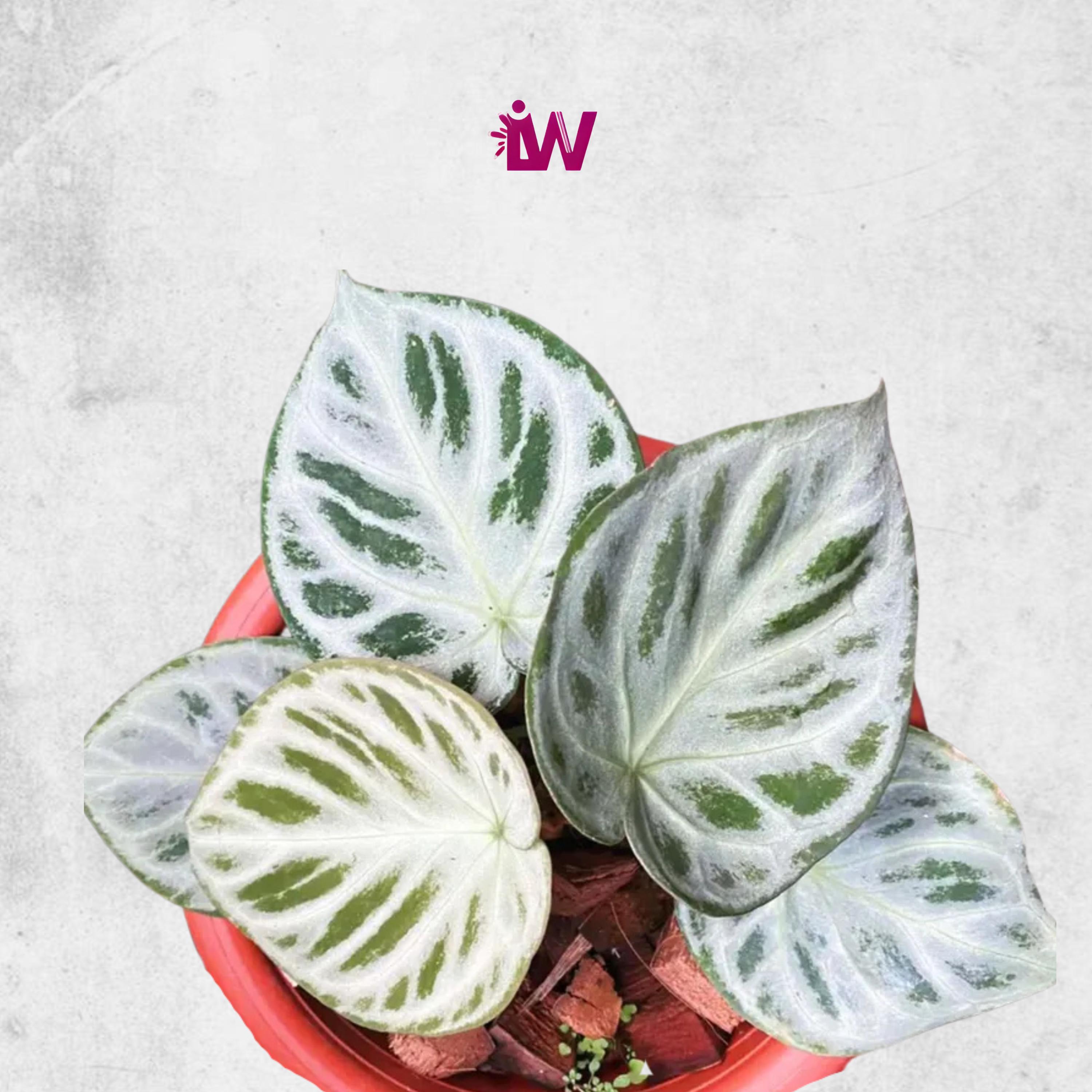 珍しいアンスリウム シルバークローム ユニークな葉 - Etsy 日本