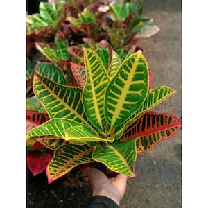 Codiaeum Variegatum Croton Proton Rare Unique Leaves Beautiful Best Quality Fast Shipping