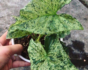 Syngonium Mojito Mottled Condition Unique Leaves Beautiful Plant Live Best Quality Fast Shipping