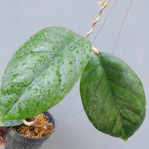 Hoya Meredithii Rare Unique Leaves Beautiful Flowers Fast Shipping