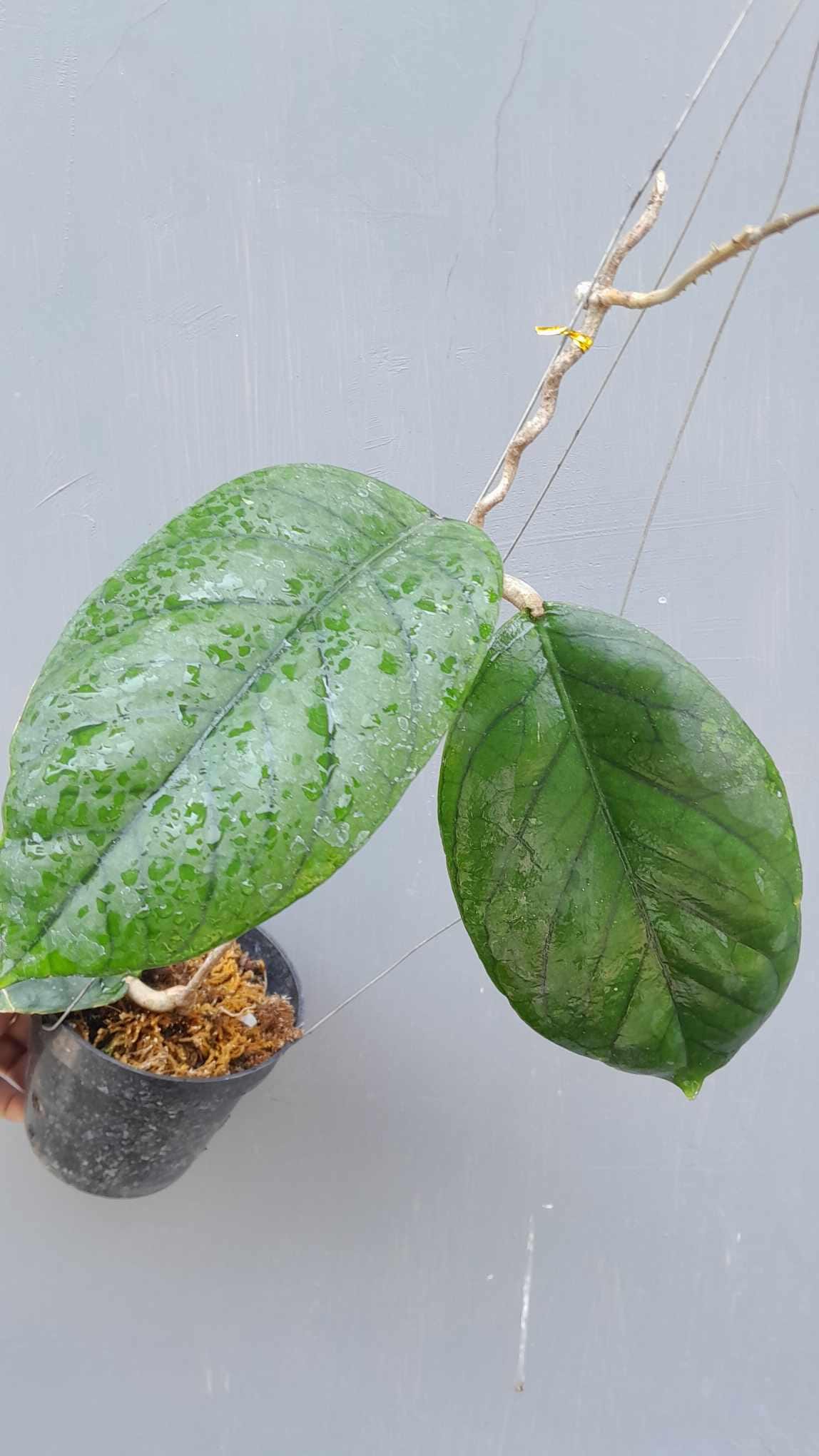 0724＊ホヤ ＊ Hoya ＊ メレディティー ＊meredithii はじめてグリーン系のHoyaのお花が咲きました（Hoya meredithii