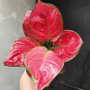 Aglaonema Red Queen Rare Unique Leaves Beautiful Best Quality Fast Shipping