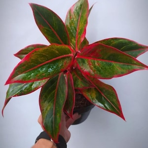 Aglaonema Red Lipstik Rare Unique Leaves Beautiful Best Quality Fast Shipping