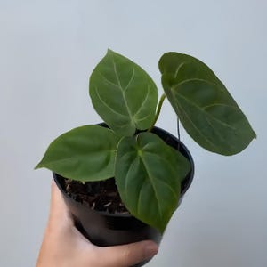 Anthurium dressleri - Etsy 日本 Anthurium dressleri - Etsy 日本