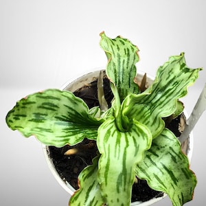 Sansevieria Watermelon Best Condition Fast Delivery
