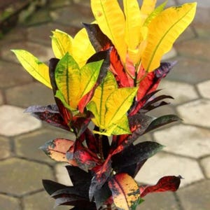 Codiaeum Variegatum Croton Grape Rare Unique Leaves Beautiful Best Quality Fast Shipping