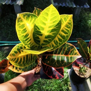 Codiaeum Variegatum Croton Apple Lollipop Rare Unique Leaves Beautiful Best Quality Fast Shipping