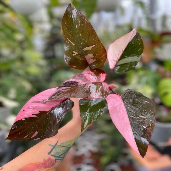 ユニークな斑入りの葉を持つフィロデンドロン ピンク プリンセス